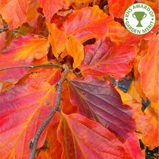 parrotia-persica-tree-p417-1655_zoom